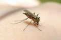 Macro of a mosquito sucking blood. Closeup a mosquito sucking human blood. Infectious insect parasite, the bite of a Royalty Free Stock Photo