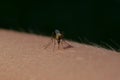 Macro mosquito Royalty Free Stock Photo