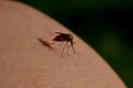 Macro mosquito Royalty Free Stock Photo