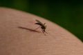 Macro mosquito Royalty Free Stock Photo