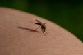 Macro mosquito