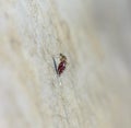 Macro of mosquito (Aedes aegypti) sucking blood close up on the Royalty Free Stock Photo