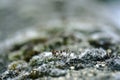 closeup of moss Royalty Free Stock Photo