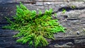 Macro moss Royalty Free Stock Photo