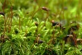 Macro of moss and fly Royalty Free Stock Photo