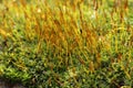 Macro of  moss with green spore capsules on red stalks Royalty Free Stock Photo