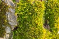 Macro of mossy forest floor in nature Royalty Free Stock Photo