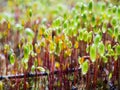 Macro of mossy forest floor - pohlia or bryum moss green spore capsules on red stalks. Pohlia nutans in gold light