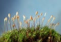 Macro of mossy hummock Royalty Free Stock Photo