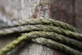 Macro of Mossy Twine on a Fence Post