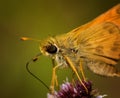 Macro moth on flower Royalty Free Stock Photo