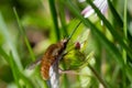 Macro of a moth sitting on a flower Royalty Free Stock Photo
