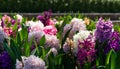 Macro of multi-colored Hyacinthus orientalis common hyacinth, garden or Dutch hyacinth in Public landscape city park