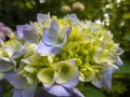 Macro of multicolored blue flowers of hydrangea macrophylla against the background of the flowering bush of hydrangea Royalty Free Stock Photo