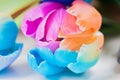 Macro of multicolored tulip