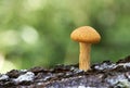 Macro Mushroom Growing From Fallen Tree Trunk