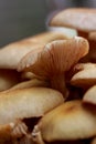 Macro Mushrooms Royalty Free Stock Photo