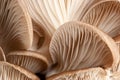 Macro of mushrooms Royalty Free Stock Photo