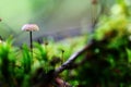 Macro mushrooms