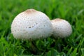 Macro Mushrooms Growing in grass 2