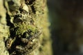 Macro mushrooms on the tree