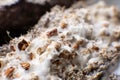 Macro mycelium on wheat. Psilocybe cubensis Macro mycelium on wheat. Mycelium fungus. Mycelium on wheat of Psilocybe cubensis.