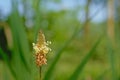 Macro of narrowleaf plantain flower with bokeh green background Royalty Free Stock Photo