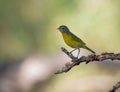 Macro of a Nashville Warbler on a tree branch Royalty Free Stock Photo