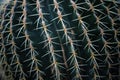 Macro Natural Fresh Cactus With Sharp Thorn Needle Detail Green Botany Plant Royalty Free Stock Photo