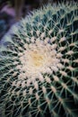 Macro Natural Fresh Cactus With Sharp Thorn Needle Detail Green Botany Plant Royalty Free Stock Photo