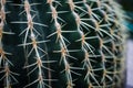 Macro Natural Fresh Cactus With Sharp Thorn Needle Detail Green Botany Plant Royalty Free Stock Photo