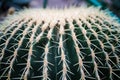 Macro Natural Fresh Cactus With Sharp Thorn Needle Detail Green Botany Plant Royalty Free Stock Photo