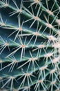 Macro Natural Fresh Cactus With Sharp Thorn Needle Detail Green Botany Plant Royalty Free Stock Photo