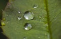 Macro Natural Green Leaf Rain Drop Close-up