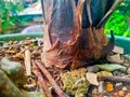The macro of natural paperbark the banana stump tree is growing on soil surface texture of pot occurs in the natural park Royalty Free Stock Photo