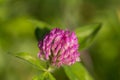 Macro of red clover bloom trifolium pratense Royalty Free Stock Photo