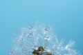 Beautiful dew drops on a dandelion seed macro. Beautiful soft background. Water drops on a parachutes dandelion. Copy space. soft Royalty Free Stock Photo