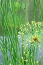 Macro nature background shot of papyrus plant detail