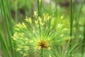 Macro nature background shot of papyrus plant detail Royalty Free Stock Photo