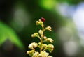 Macro nature. Colorful shield bug on the top of green leaf. Red insect close-up. Red beetle ladybug. macro view, shallow depth of Royalty Free Stock Photo