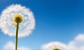 Macro nature. dandelion at sky background. Freedom to Wish. Dandelion silhouette fluffy flower. Seed macro closeup. Soft focus. Royalty Free Stock Photo