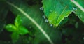 Macro nature dew leaf tropical forest Royalty Free Stock Photo