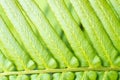 Macro of nature fern leaf