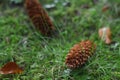 Macro nature - moss, grass, cones and leaves Royalty Free Stock Photo
