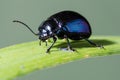 Macro Nature photography sky blue leaf beetle. Chrysolina coerulans.