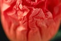 Macro nature, red poppy flower petal texture