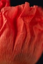 Macro nature, red poppy flower petal texture