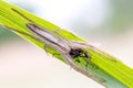 Macro nature, a spider sitting on the grass eats its prey, Royalty Free Stock Photo