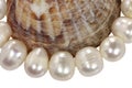 Macro necklace from pearls and a mollusk shell on a white background Royalty Free Stock Photo