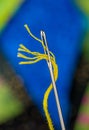 Macro needle and thread, sewing craft detail. Royalty Free Stock Photo